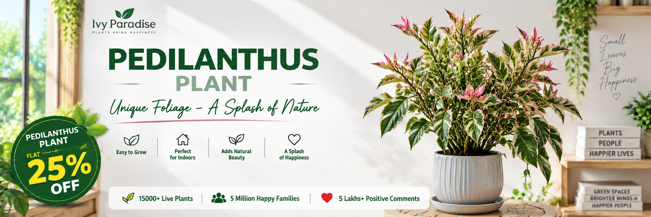 Pedilanthus Plant