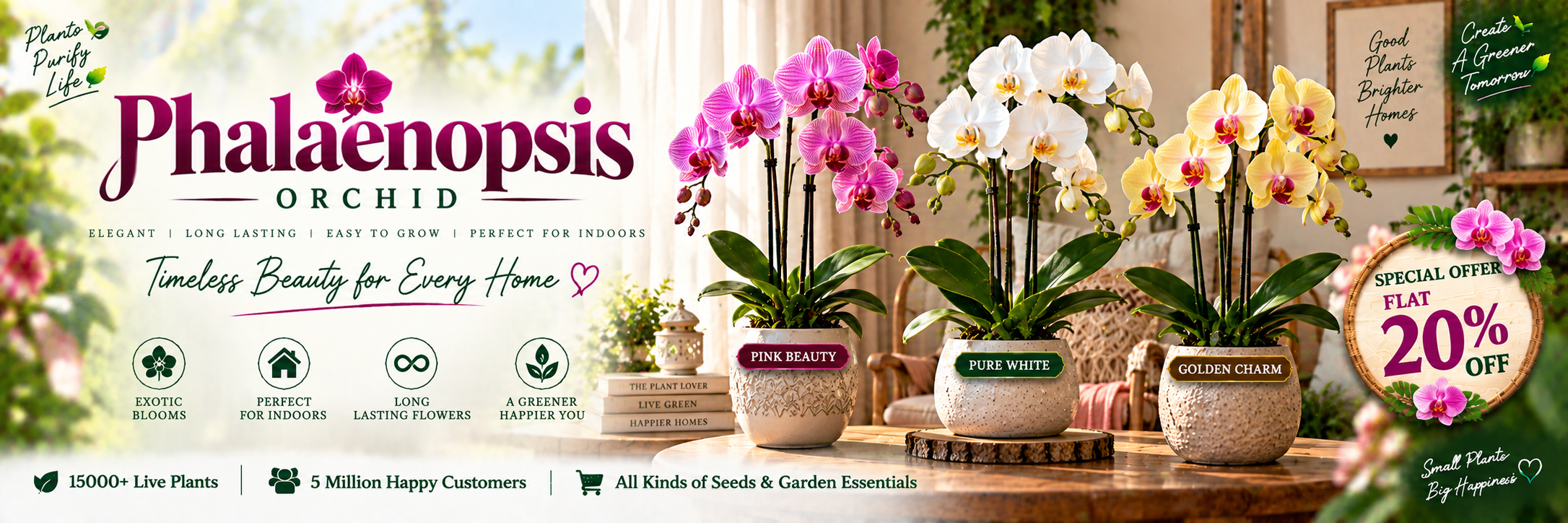 Phalaenopsis