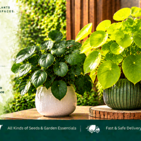 Pilea Foliage