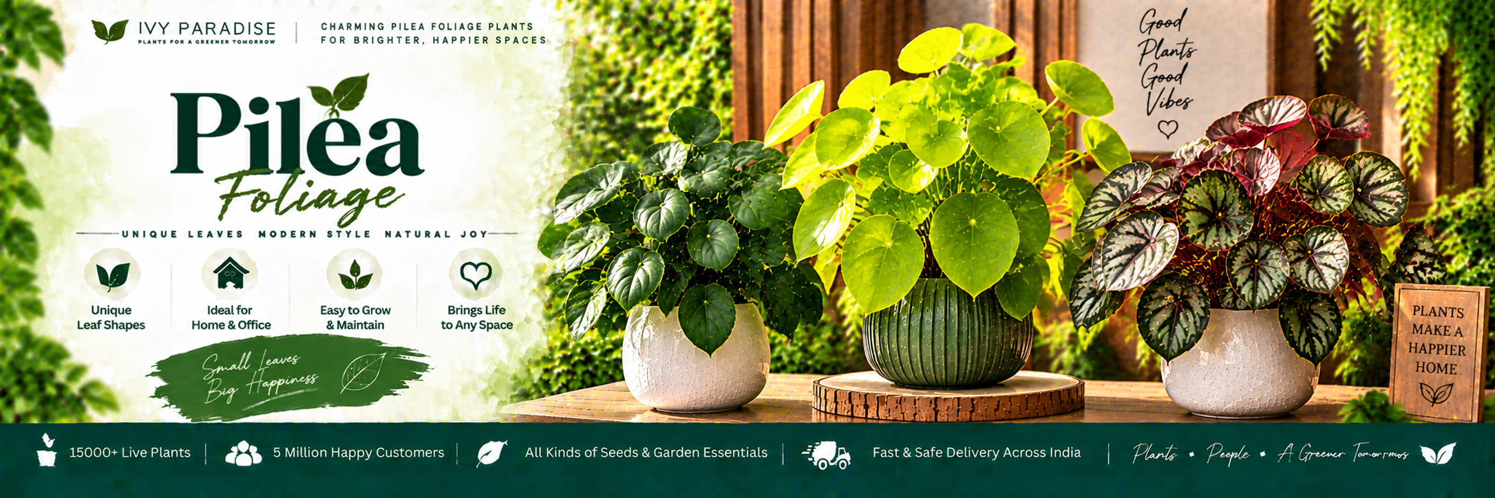 Pilea Foliage