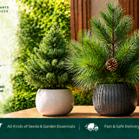 Pine Foliage