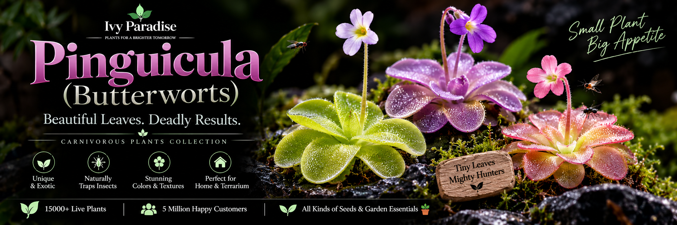 Pinguicula (Butterworts)
