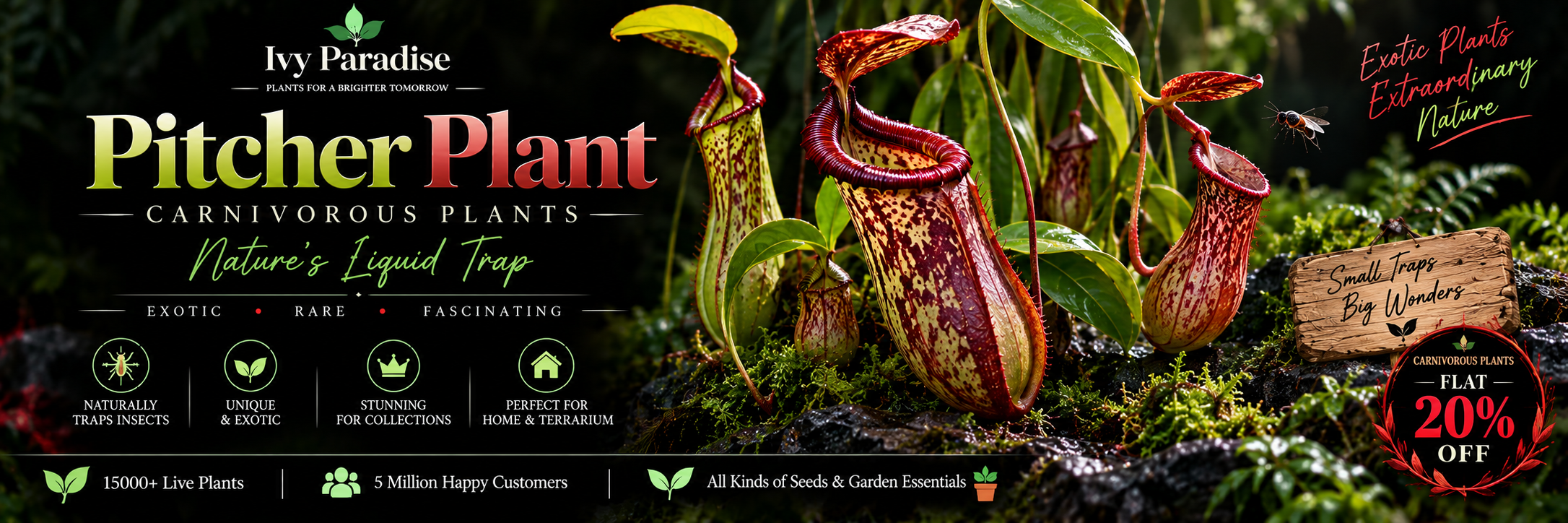 Pitcher Plant