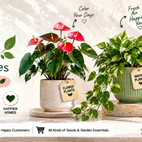 Plants