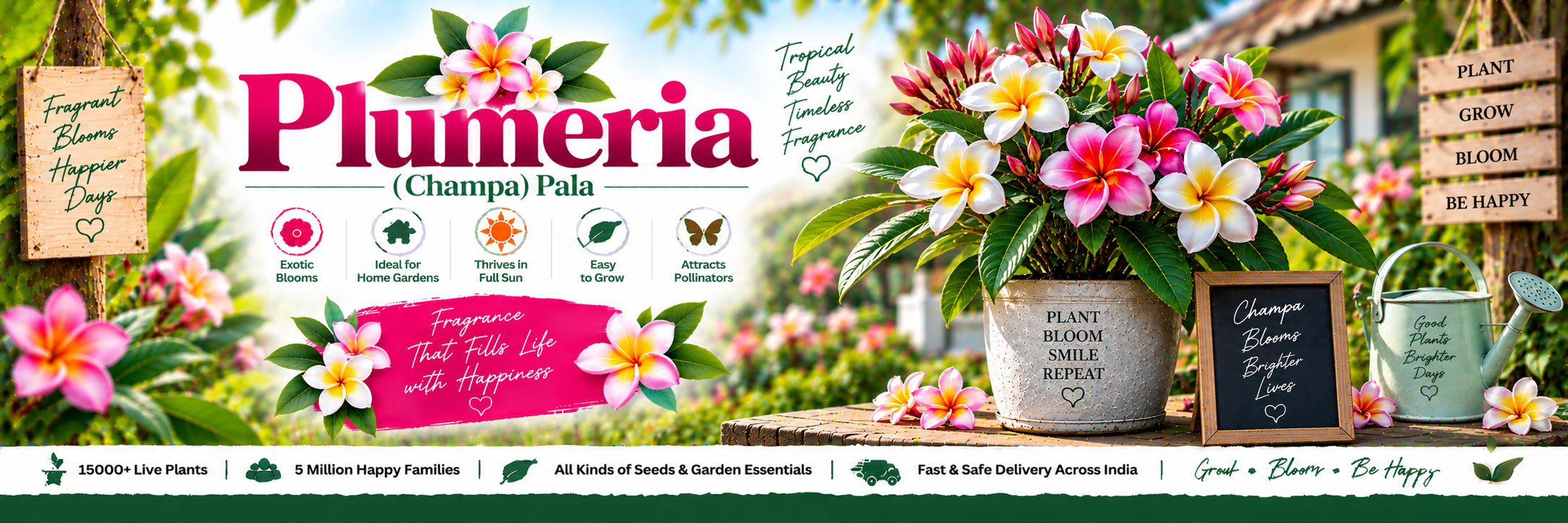 Plumeria (Champa) Pala
