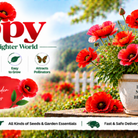 Poppy