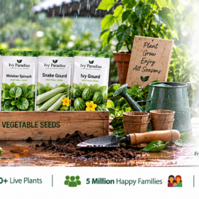 Rainy Season Vegetable Seeds