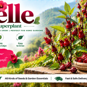 Roselle