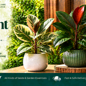 Rubber Plant foliage