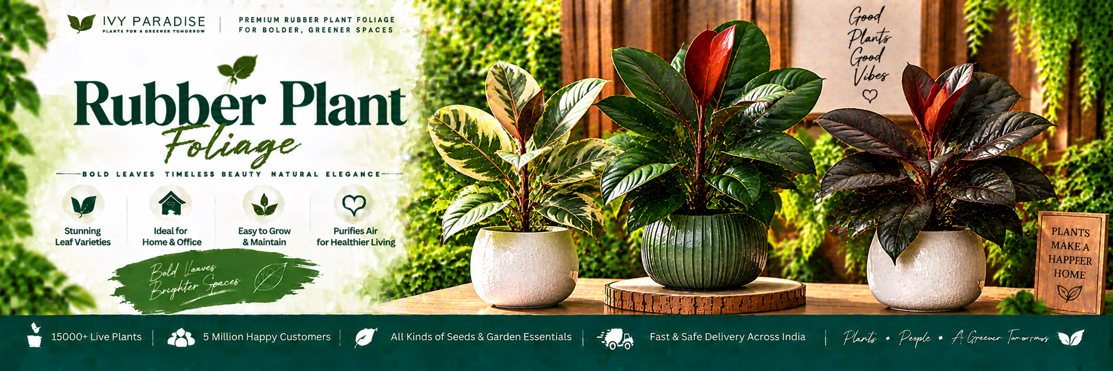 Rubber Plant foliage