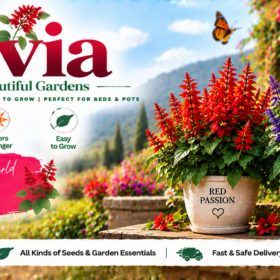 Salvia