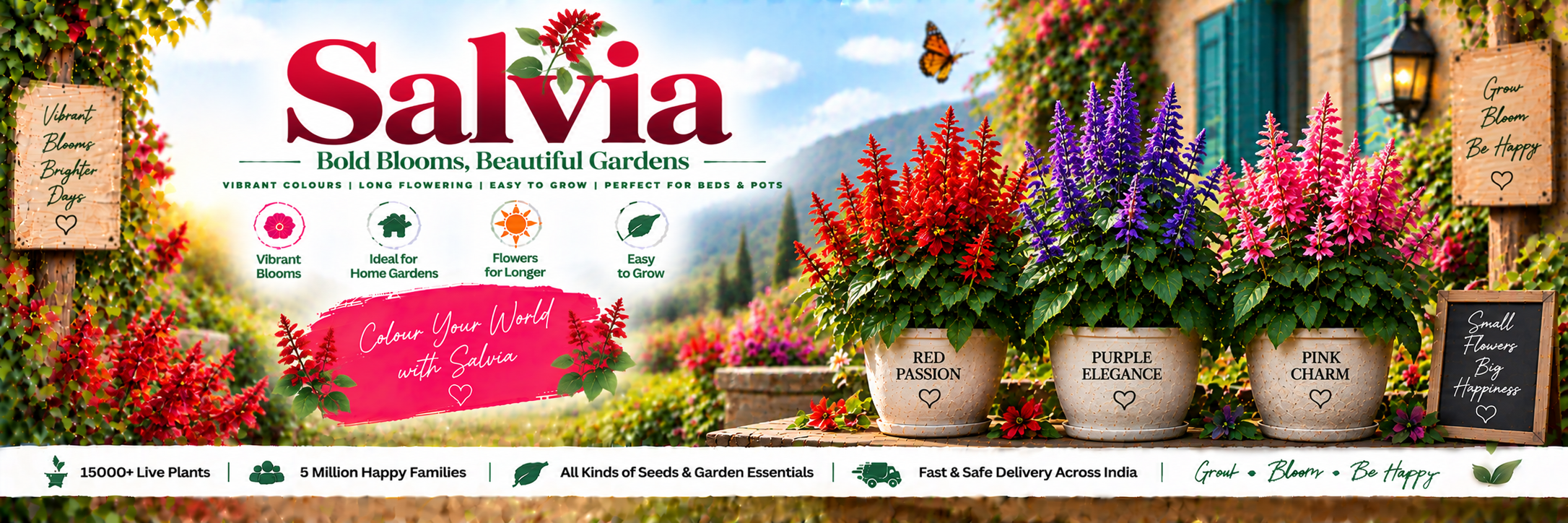 Salvia