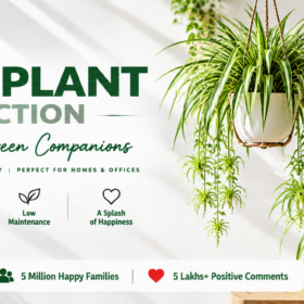 Spider Plant