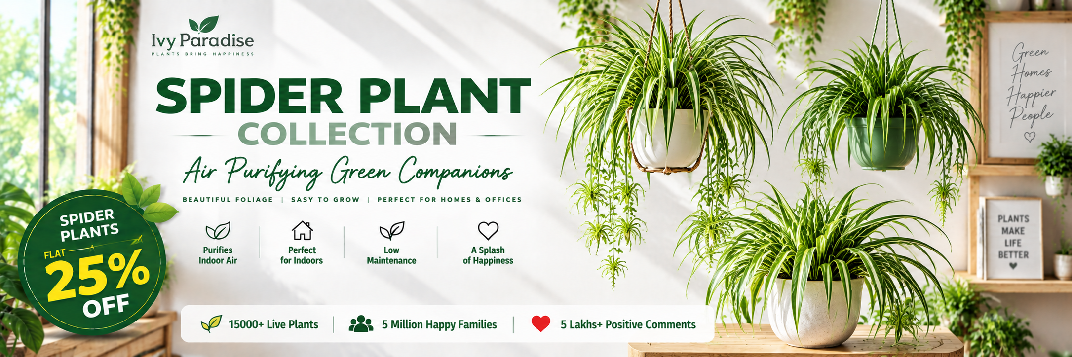 Spider Plant