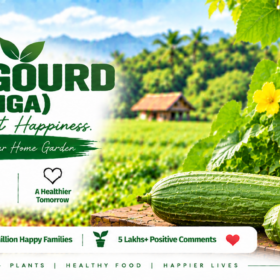Sponge Gourd (Mathanga)