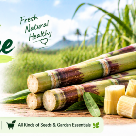 Sugarcane