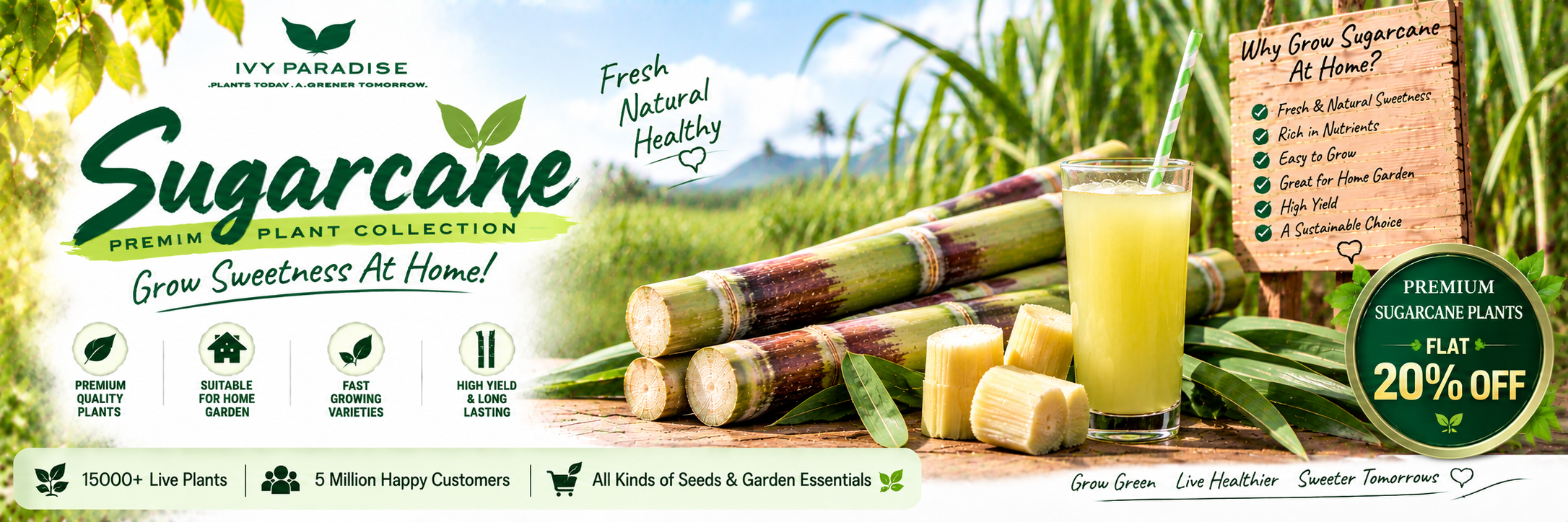 Sugarcane