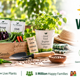 Summer Vegetable Seeds