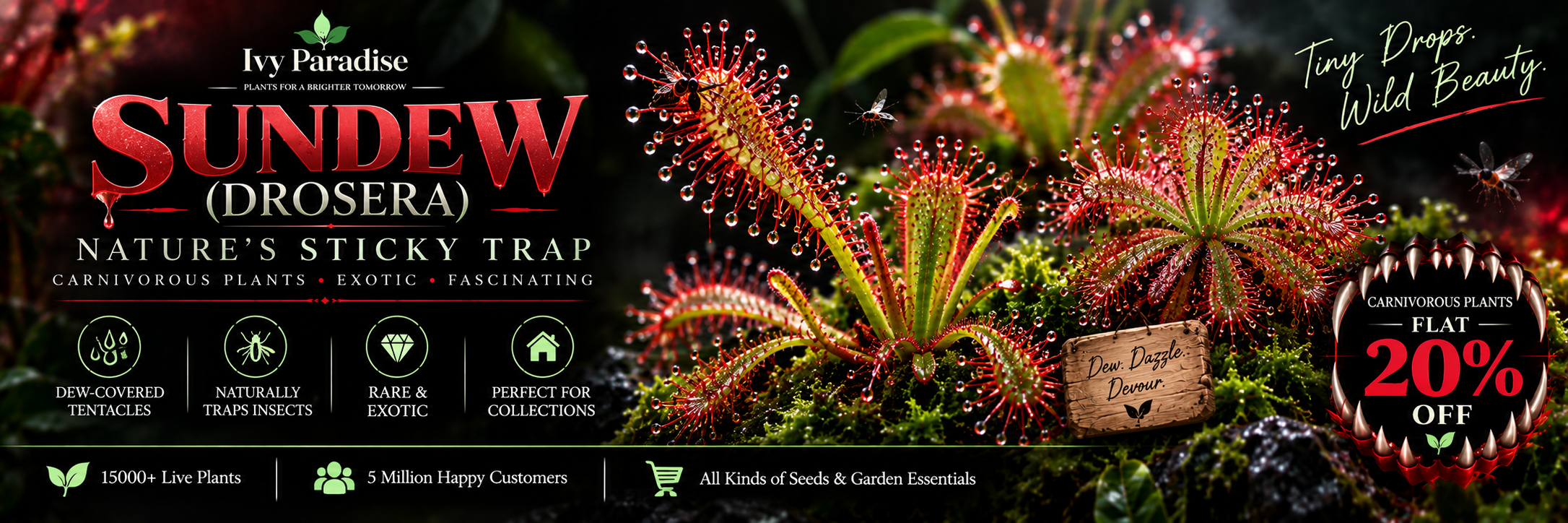Sundew (Drosera)