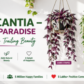 Tradescantia Foliage