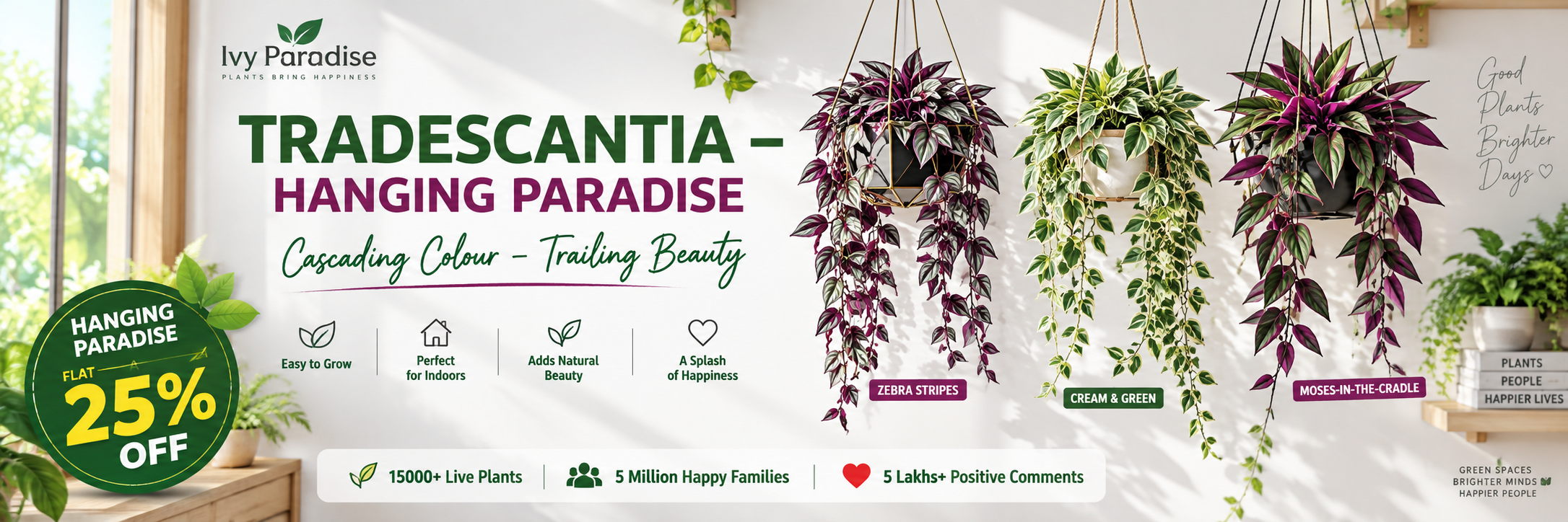 Tradescantia Foliage