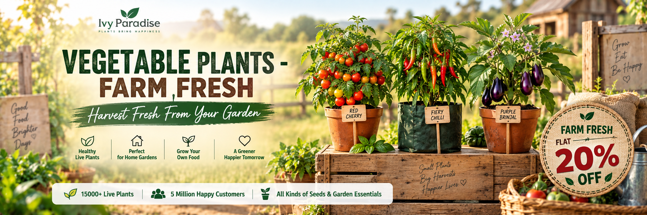 Vegetable Plants