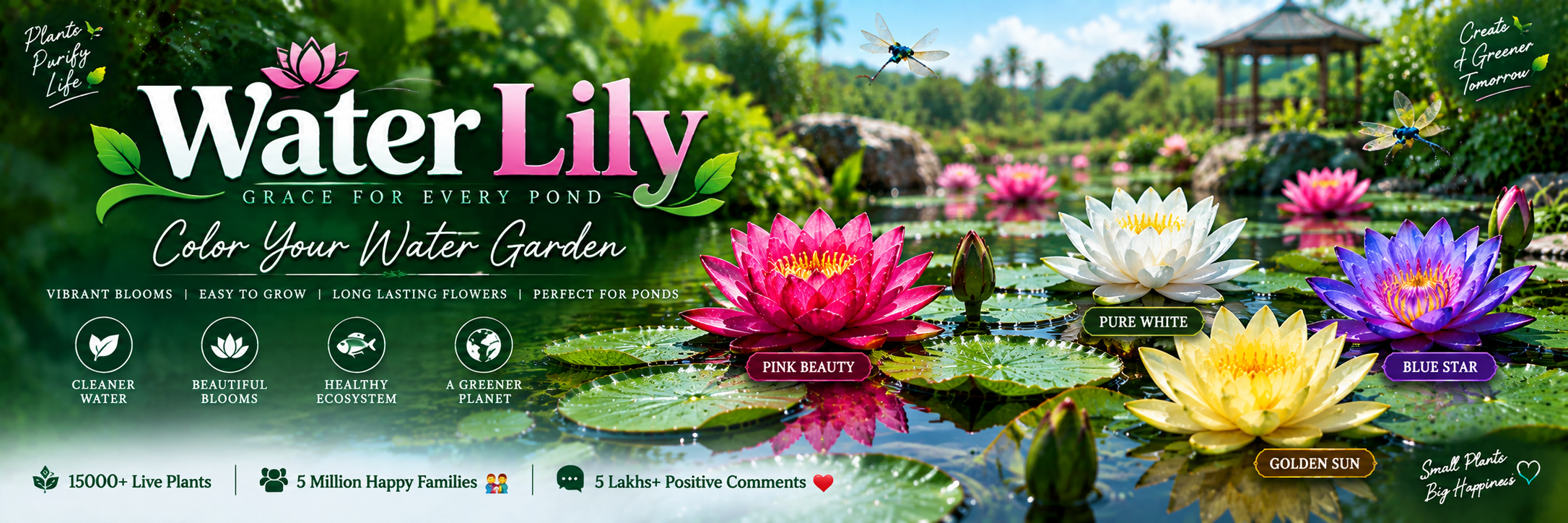 Water Lily
