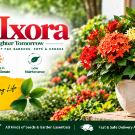 Thetti / Ixora