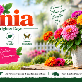 Zinnia