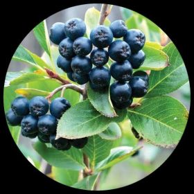 Chokeberry
