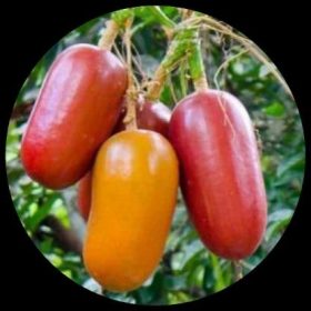 Cassabanana (Sicana Odorifera)