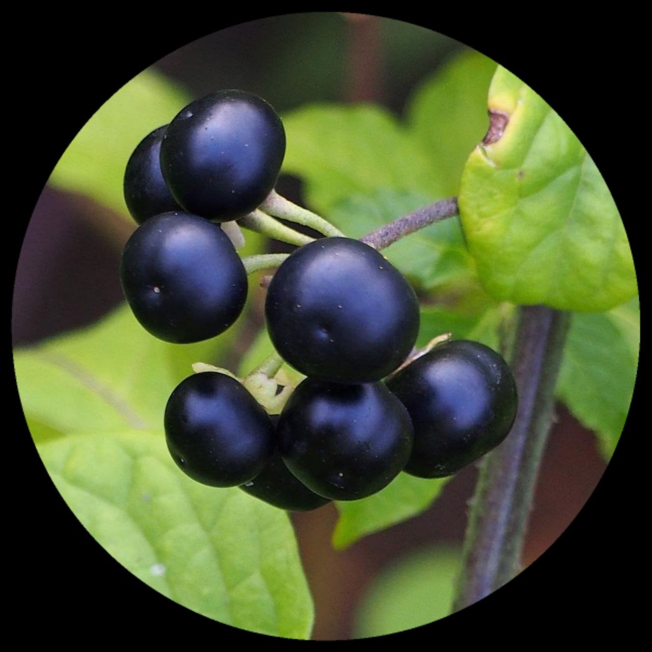 Jaltomato (Jatomata Procumbens) Jaltomato (Jatomata Procumbens)
