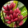 Pink Banana Plant