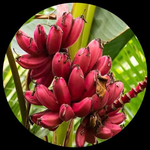 Pink Banana Plant Pink Banana Plant