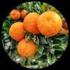 Chinotto Orange