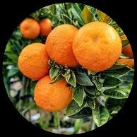 Chinotto Orange Chinotto Orange