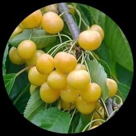 Exotic Fruit Plants - Ivy Paradise