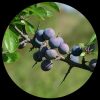 Black Thorn