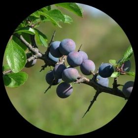 Fruit Plants - Ivy Paradise