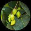 Myrobalan (Terminalia Chebula)
