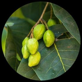 Medicinal Plants - Ivy Paradise