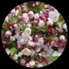 Sargent Crabapple