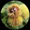 Sweet Chestnut (Castanea Sativa)