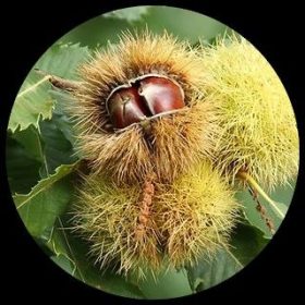 Sweet Chestnut (Castanea Sativa)