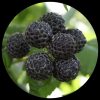 Black Raspberry