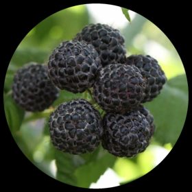 Big Sales Products - Ivy Paradise