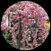 Weeping Cherry