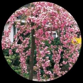 Weeping Cherry