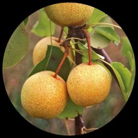 Asian Pear