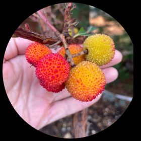Strawberry Tree (Arbutus Unedo)